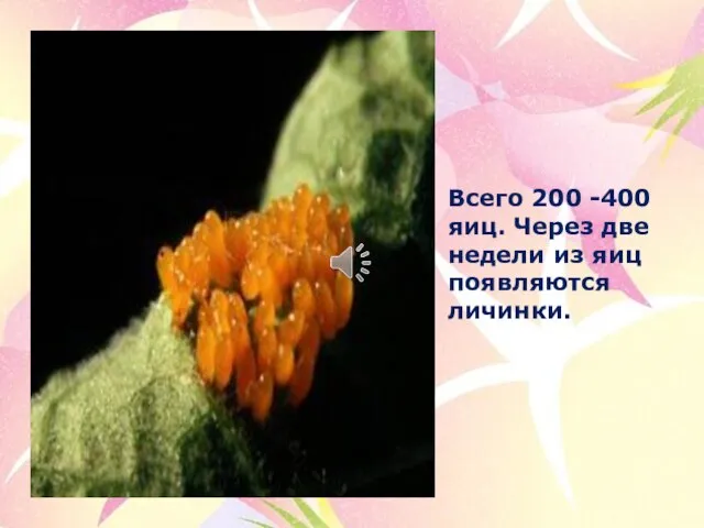 Всего 200 -400 яиц. Через две недели из яиц появляются личинки.