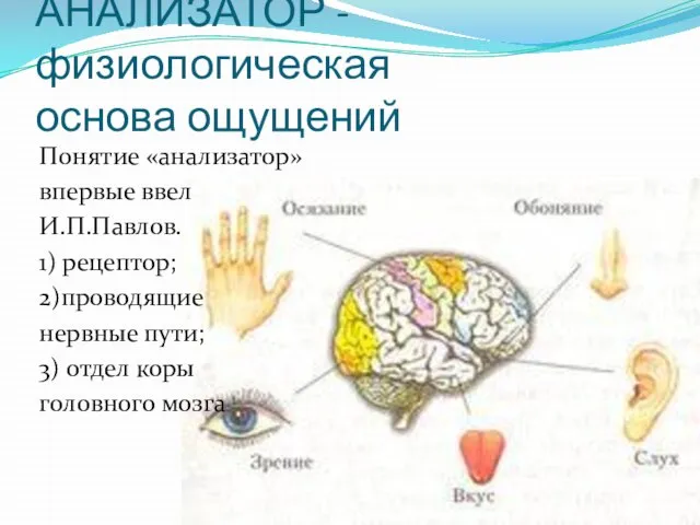 АНАЛИЗАТОР - физиологическая основа ощущений Понятие «анализатор» впервые ввел И.П.Павлов. 1) рецептор;