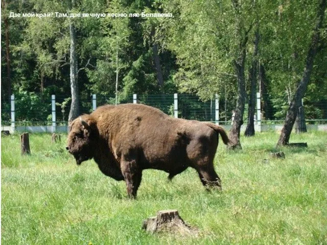 Дзе мой край? Там, дзе вечную песню пяе Белавежа,