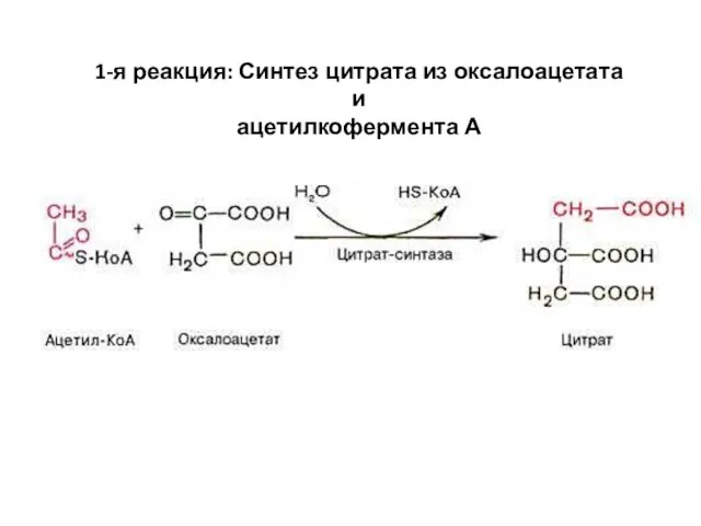 1-я реакция: Синтез цитрата из оксалоацетата и ацетилкофермента А