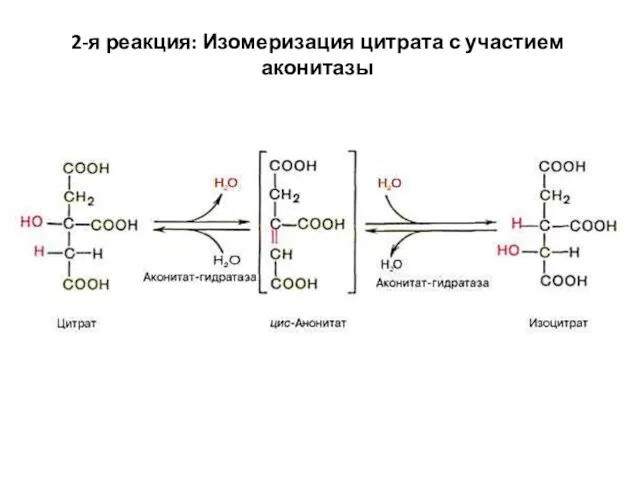 2-я реакция: Изомеризация цитрата с участием аконитазы