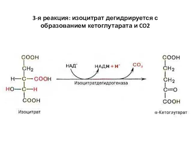 3-я реакция: изоцитрат дегидрируется с образованием кетоглутарата и CO2