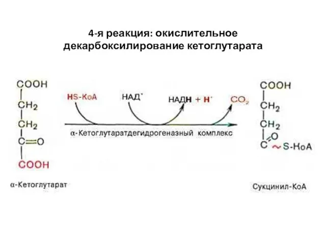 4-я реакция: окислительное декарбоксилирование кетоглутарата