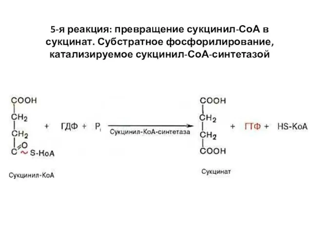 5-я реакция: превращение сукцинил-СоА в сукцинат. Субстратное фосфорилирование, катализируемое сукцинил-СоА-синтетазой