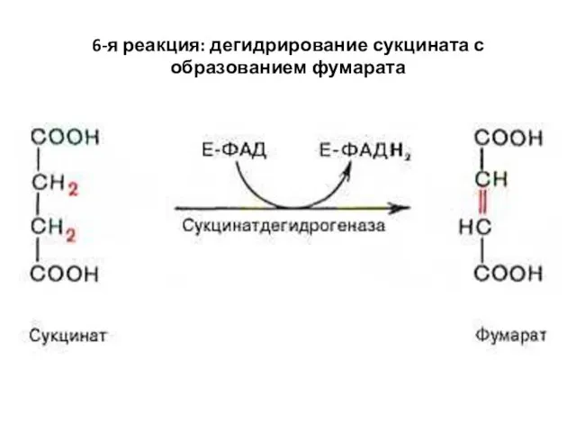 6-я реакция: дегидрирование сукцината с образованием фумарата