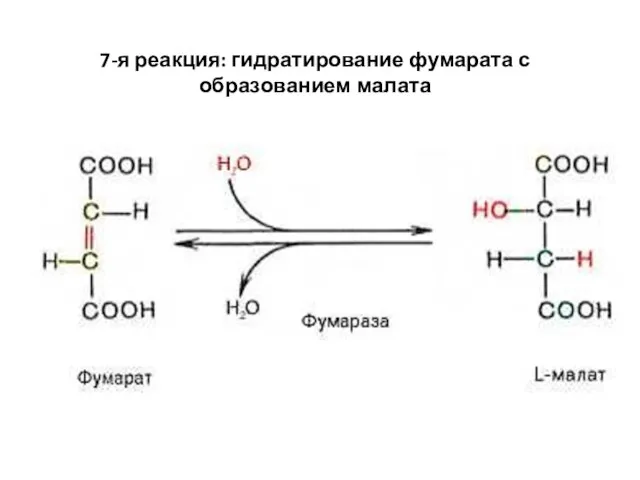 7-я реакция: гидратирование фумарата с образованием малата