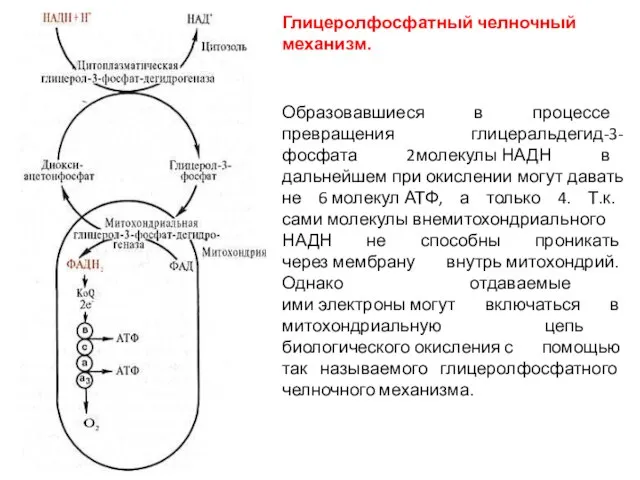 Глицеролфосфатный челночный механизм. Образовавшиеся в процессе превращения глицеральдегид-3-фосфата 2молекулы НАДН в дальнейшем