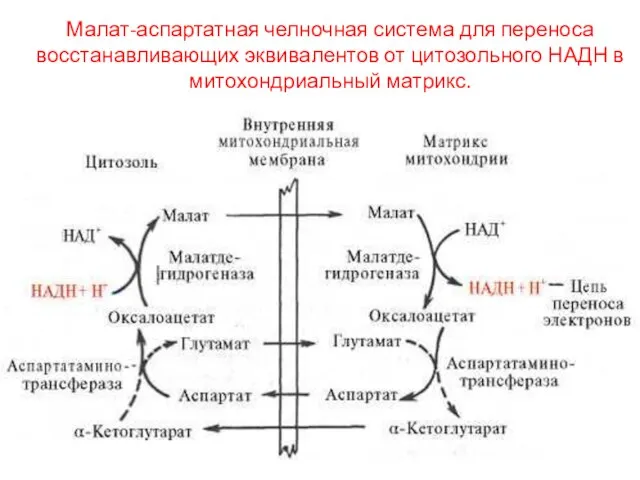 Малат-аспартатная челночная система для переноса восстанавливающих эквивалентов от цитозольного НАДН в митохондриальный матрикс.