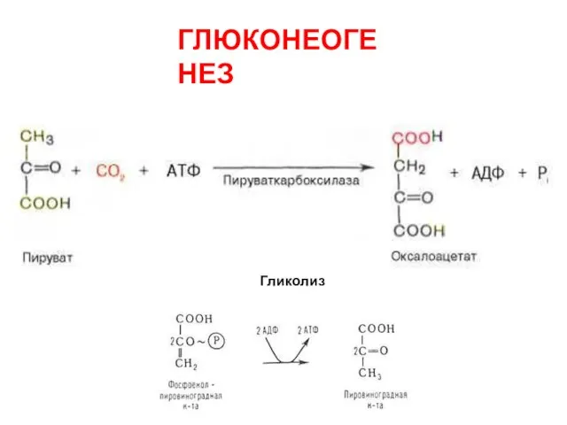 ГЛЮКОНЕОГЕНЕЗ Гликолиз