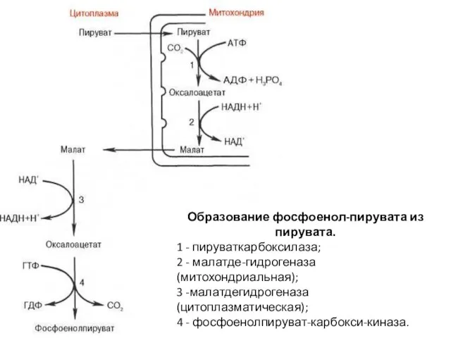 Образование фосфоенол-пирувата из пирувата. 1 - пируваткарбоксилаза; 2 - малатде-гидрогеназа (митохондриальная); 3