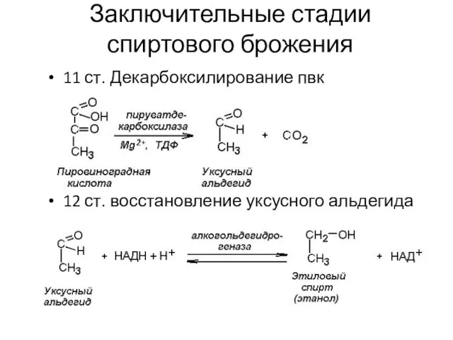 Заключительные стадии спиртового брожения 11 ст. Декарбоксилирование пвк 12 ст. восстановление уксусного альдегида