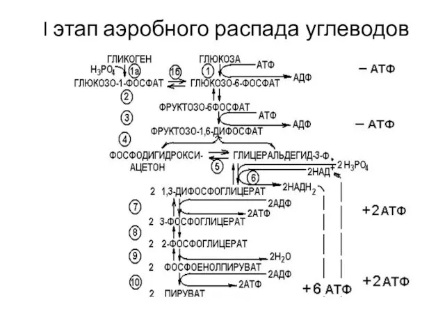 I этап аэробного распада углеводов