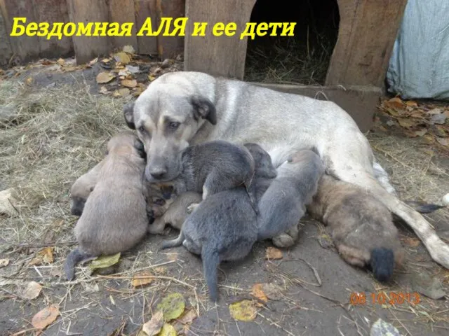 Бездомная АЛЯ и ее дети
