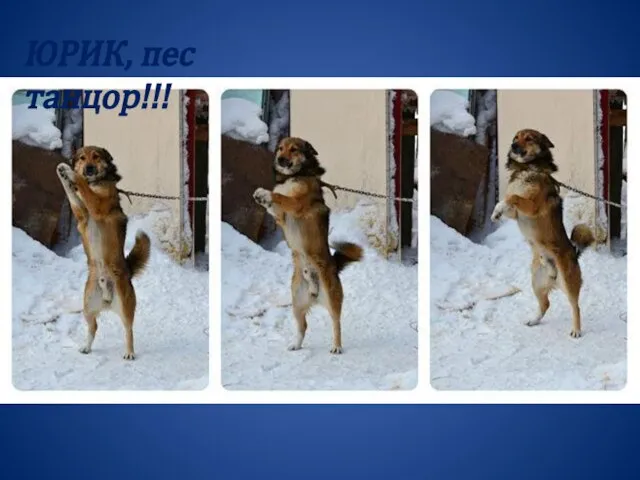 ЮРИК, пес танцор!!!