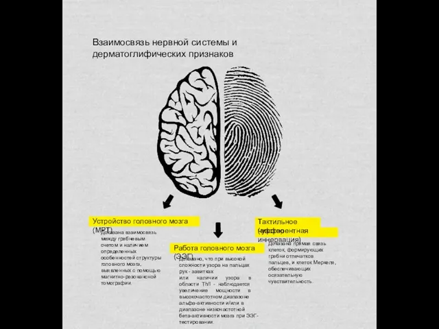 Устройство головного мозга (МРТ) Работа головного мозга (ЭЭГ) Тактильное чувство (афферентная иннервация)