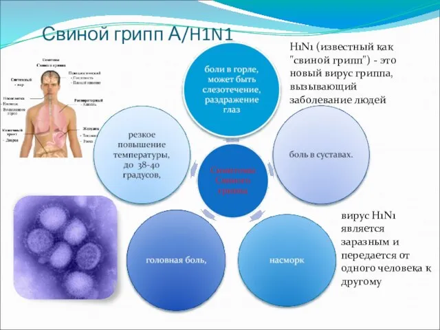 Свиной грипп А/H1N1 H1N1 (известный как "свиной грипп") - это новый вирус