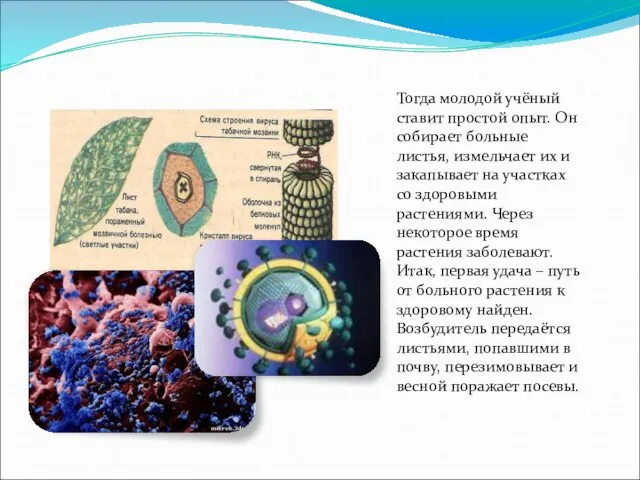 Тогда молодой учёный ставит простой опыт. Он собирает больные листья, измельчает их