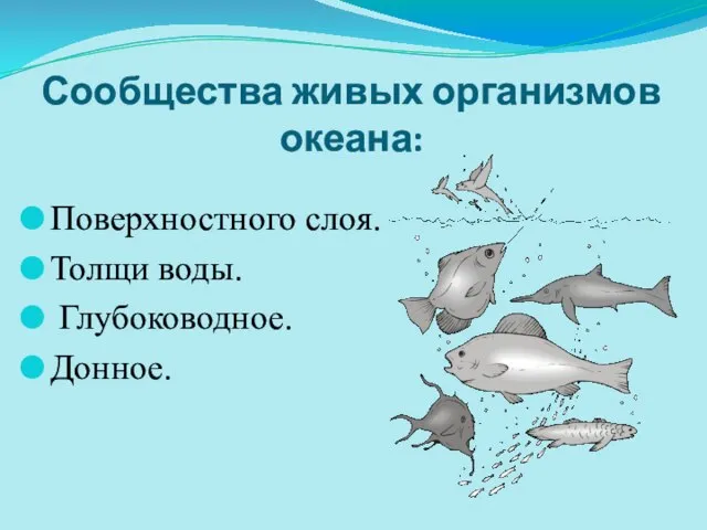 Сообщества живых организмов океана: Поверхностного слоя. Толщи воды. Глубоководное. Донное.