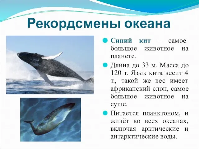 Рекордсмены океана Синий кит – самое большое животное на планете. Длина до