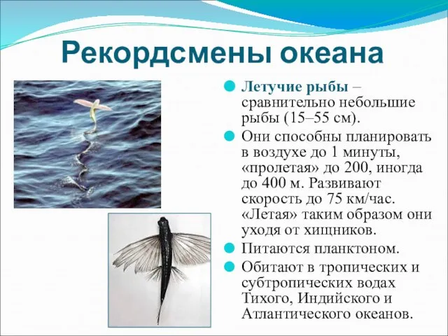 Рекордсмены океана Летучие рыбы – сравнительно небольшие рыбы (15–55 см). Они способны