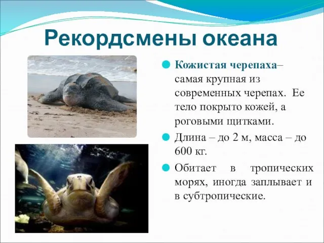 Рекордсмены океана Кожистая черепаха– самая крупная из современных черепах. Ее тело покрыто