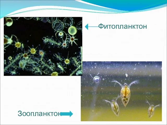 Фитопланктон Зоопланктон