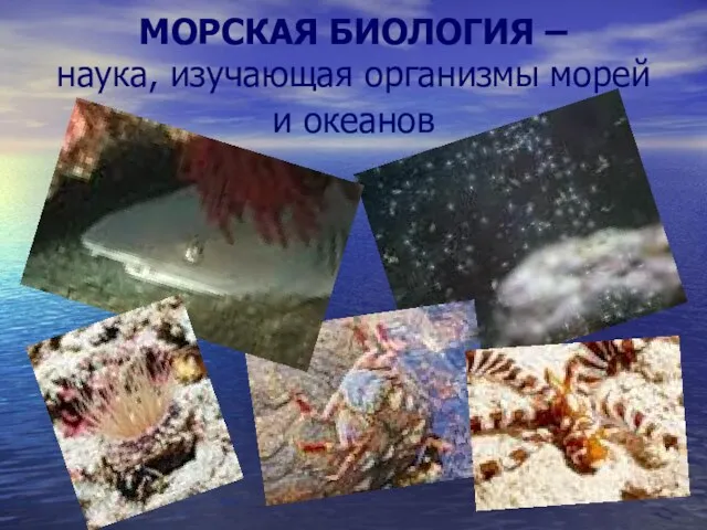 МОРСКАЯ БИОЛОГИЯ – наука, изучающая организмы морей и океанов