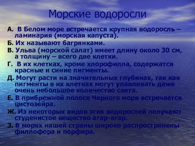 Морские водоросли А. В Белом море встречается крупная водоросль – ламинария (морская