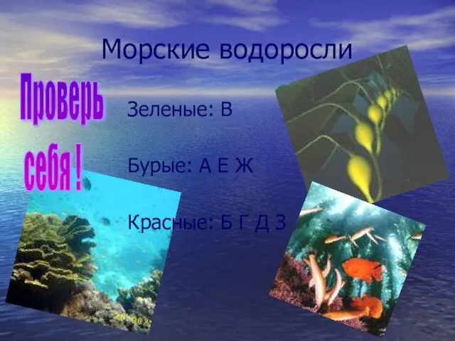 Морские водоросли Зеленые: В Бурые: А Е Ж Красные: Б Г Д З Проверь себя !