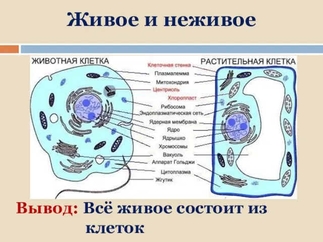 Живое и неживое В чём отличие? Вывод: Всё живое состоит из клеток