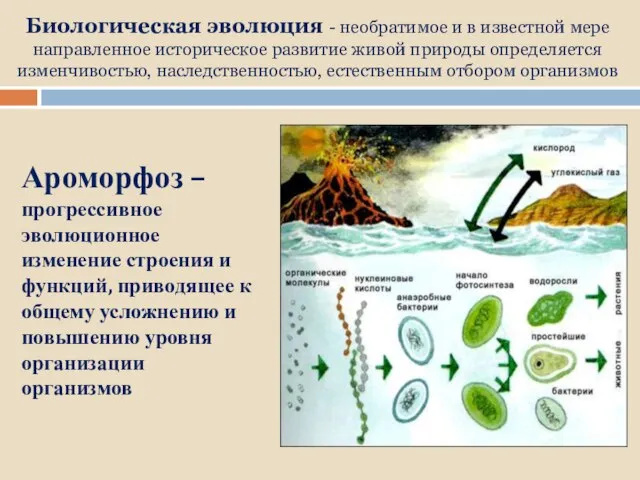 Биологическая эволюция - необратимое и в известной мере направленное историческое развитие живой