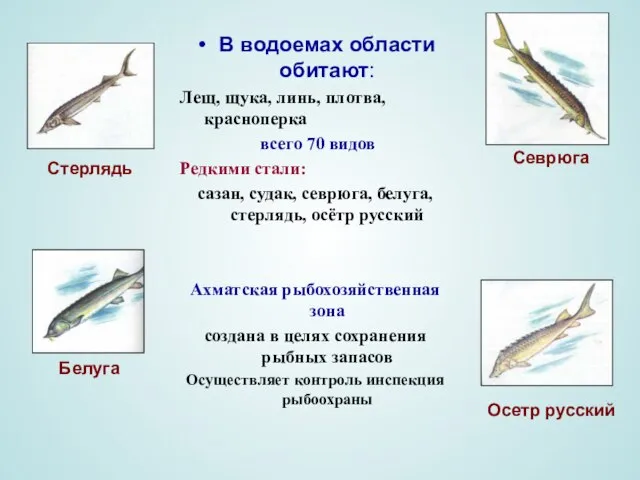 В водоемах области обитают: Лещ, щука, линь, плотва, красноперка всего 70 видов