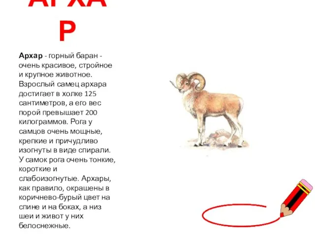 АРХАР Архар - горный баран - очень красивое, стройное и крупное животное.