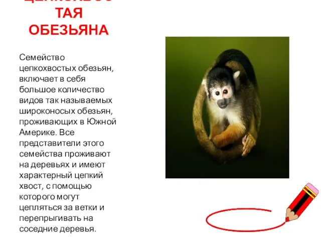 ЦЕПКОХВОСТАЯ ОБЕЗЬЯНА Семейство цепкохвостых обезьян, включает в себя большое количество видов так