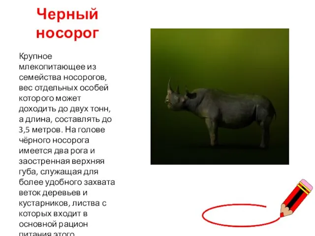 Черный носорог Крупное млекопитающее из семейства носорогов, вес отдельных особей которого может
