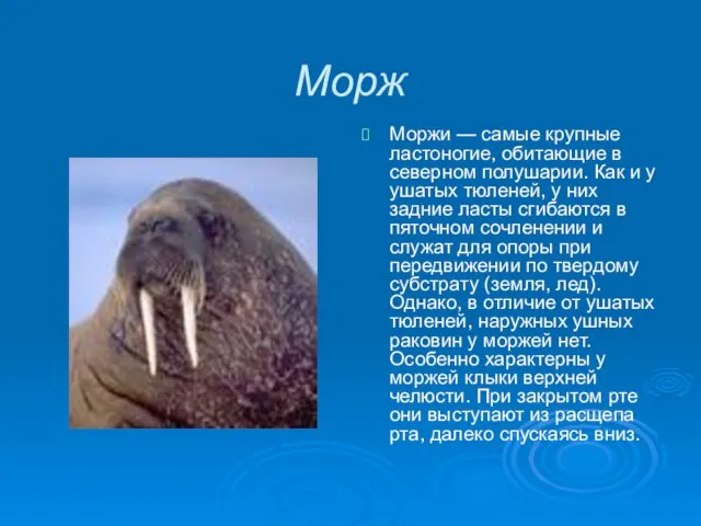 Морж Моржи — самые крупные ластоногие, обитающие в северном полушарии. Как и