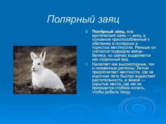 Полярный заяц Поля́рный за́яц, или арктический за́яц — заяц, в основном приспособленный