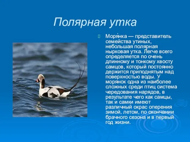 Полярная утка Моря́нка — представитель семейства утиных, небольшая полярная нырковая утка. Легче