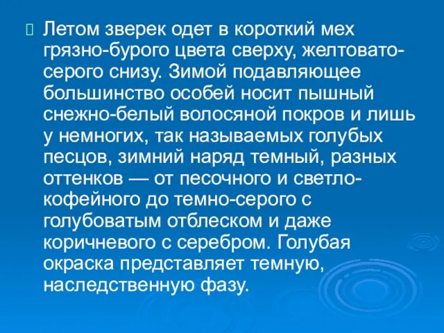 Летом зверек одет в короткий мех грязно-бурого цвета сверху, желтовато-серого снизу. Зимой