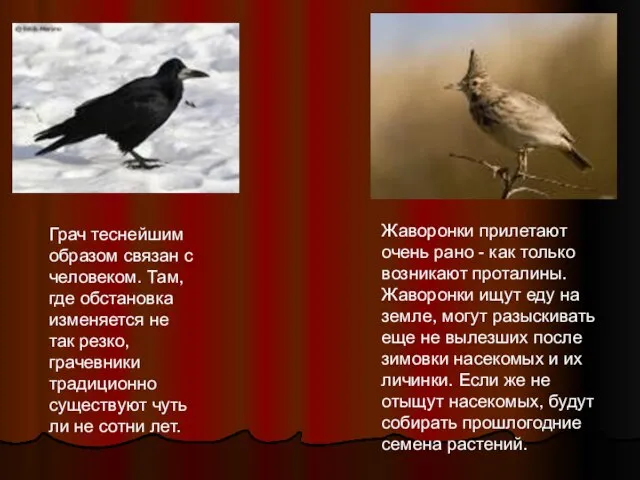 Жаворонки прилетают очень рано - как только возникают проталины. Жаворонки ищут еду