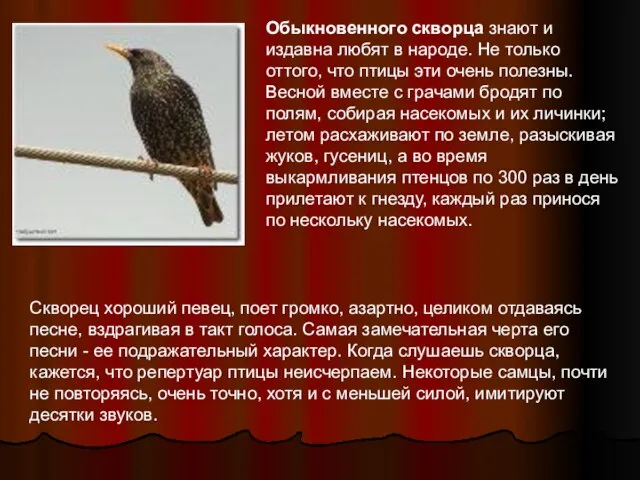 Обыкновенного скворца знают и издавна любят в народе. Не только оттого, что