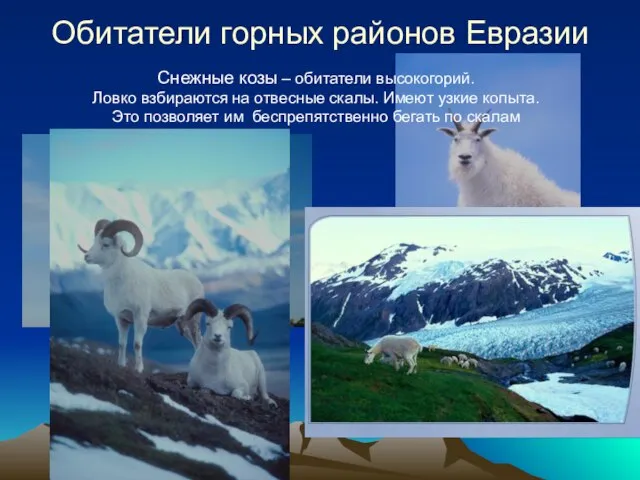 Обитатели горных районов Евразии Снежные козы – обитатели высокогорий. Ловко взбираются на