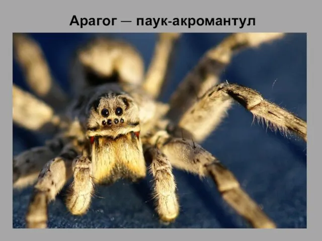 Арагог — паук-акромантул Арагог — паук-акромантул, которого Рубеус Хагрид в тайне от
