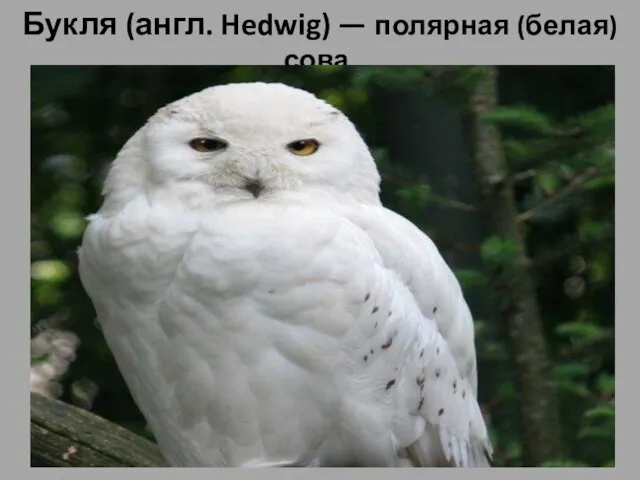 Букля (англ. Hedwig) — полярная (белая) сова, Букля (англ. Hedwig) — полярная
