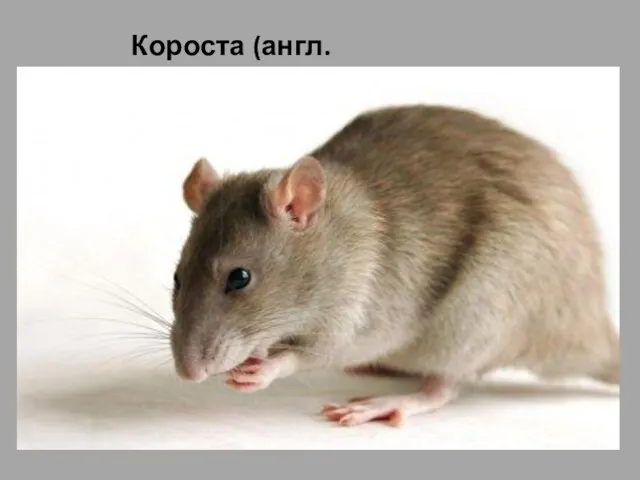 Короста (англ. Scabbers) — крыса Рона Уизли, которую он получил «в наследство»