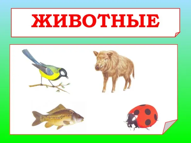 ЖИВОТНЫЕ