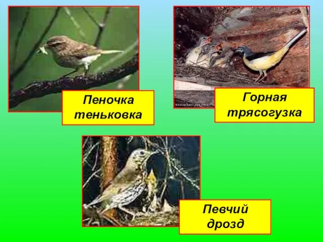 Горная трясогузка Пеночка теньковка Певчий дрозд