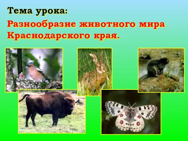Тема урока: Разнообразие животного мира Краснодарского края.