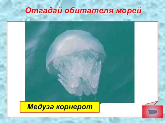 Отгадай обитателя морей То ли море держит грелки На животике больном? То