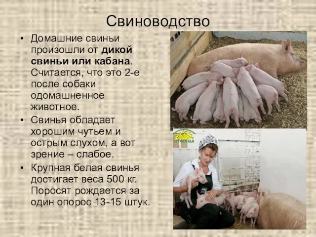 Свиноводство Домашние свиньи произошли от дикой свиньи или кабана. Считается, что это